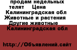 продам недельных телят  › Цена ­ 5 000 - Калининградская обл. Животные и растения » Другие животные   . Калининградская обл.